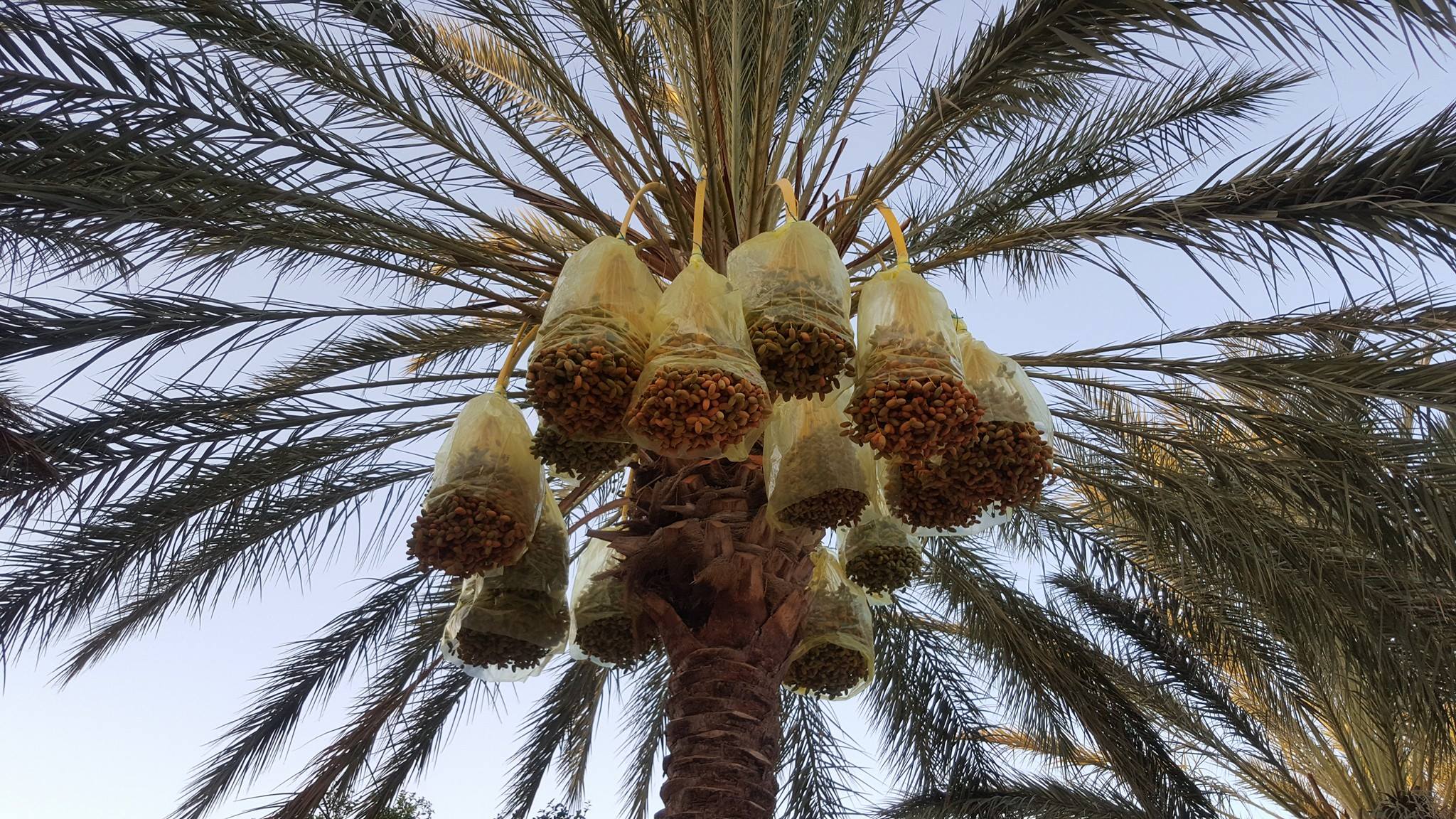 Palmeraies tunisiennes
